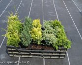 Örökzöld szaporítóanyag