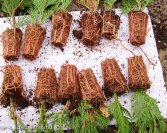 Tálcás szaporítóanyag