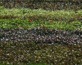 Cserje szaporítóanyag