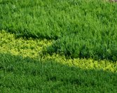 Örökzöld szaporítóanyag