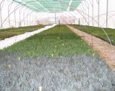 Örökzöld szaporítóanyag növényház