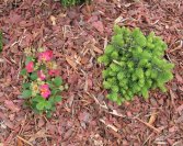 Vörösfenyő apró szemű