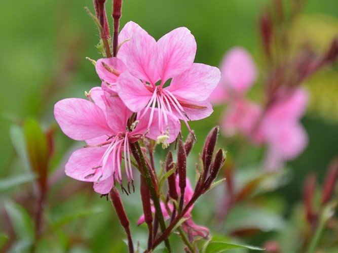 Gaura - Díszgyertya
