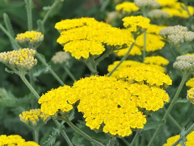 Achillea - Cickafark
