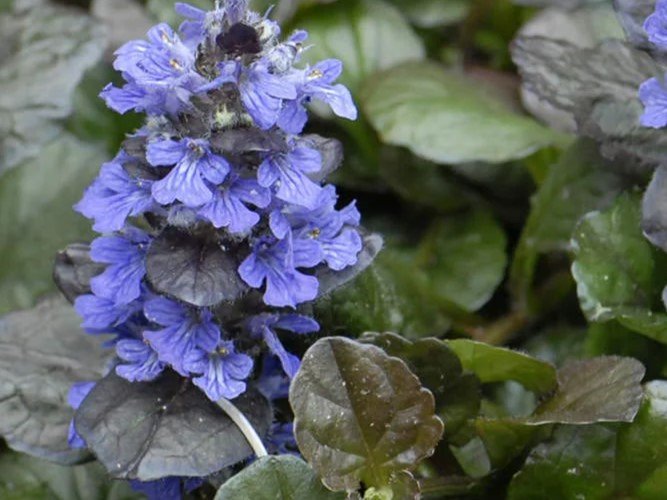 Ajuga - Indás ínfű
