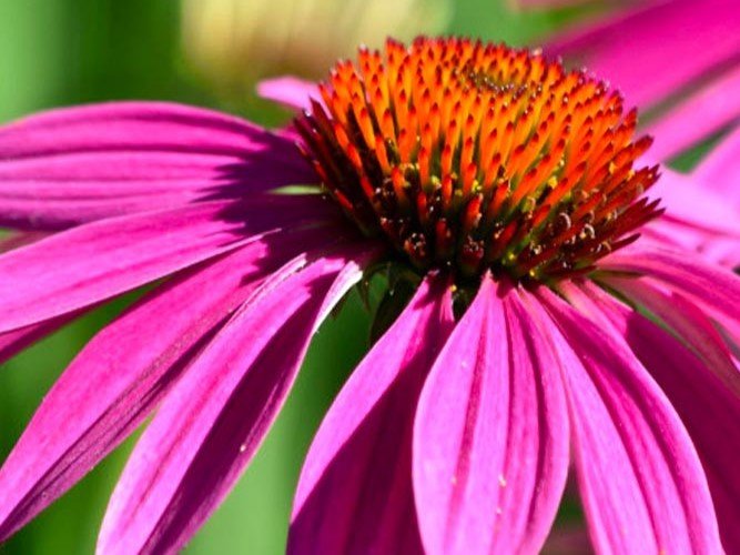 Echinacea - Bíbor kasvirág
