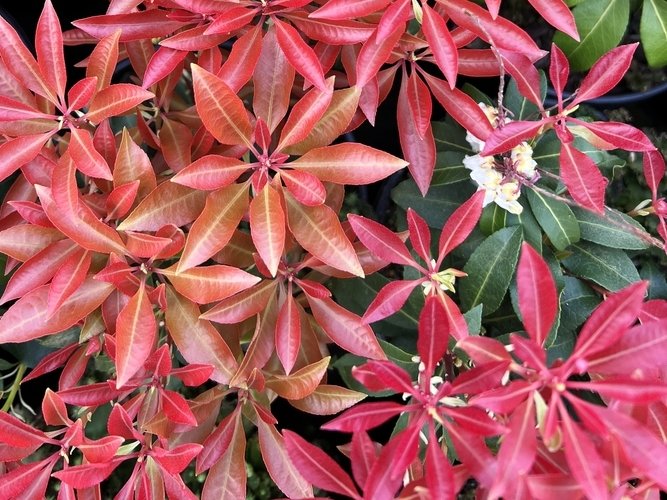 Pieris - Babérhanga