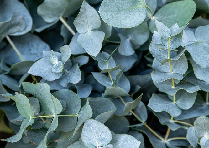 Eucalyptus - Eukaliptusz