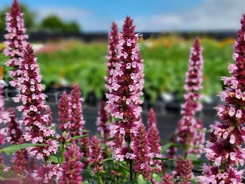 Agastache - Izsópfű