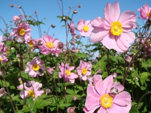 Anemone - Szellőrózsa