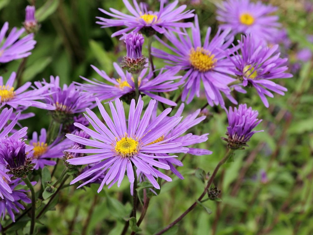 Aster - Őszirózsa