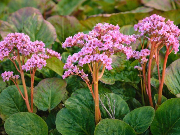 Bergenia - Bőrlevél