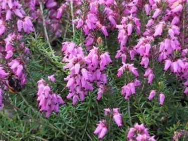 Erica - Hanga