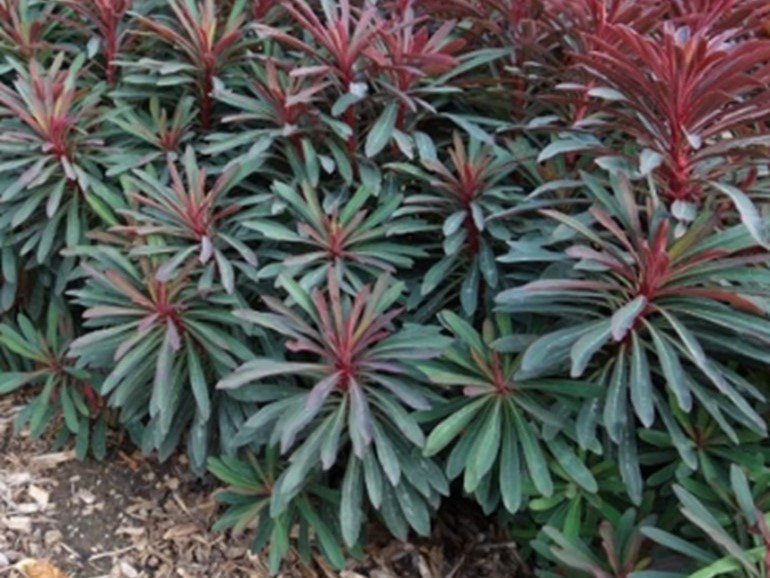 Euphorbia - Kutyatej