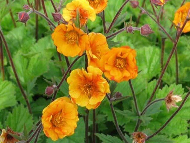 Geum - Gyömbérgyökér
