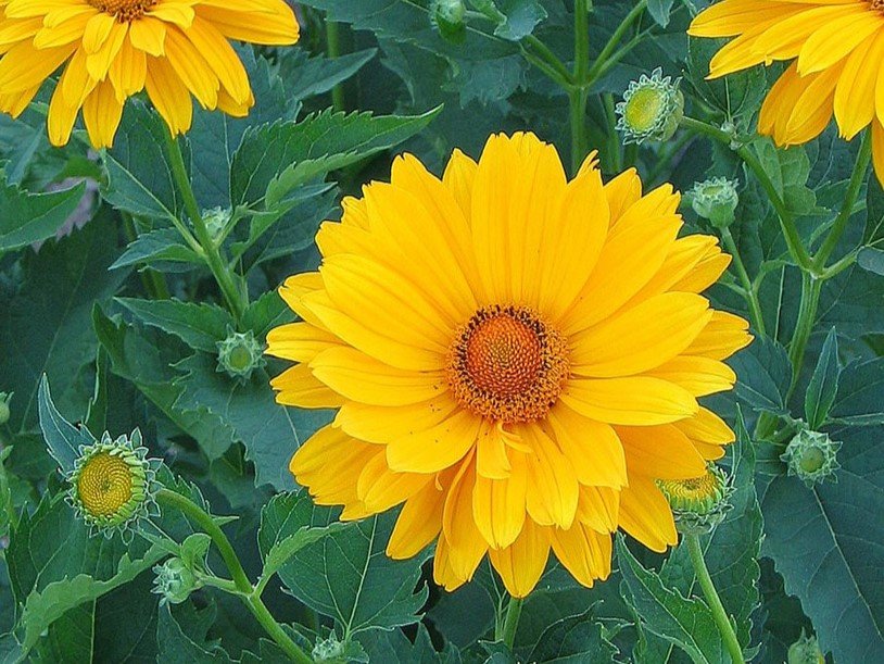 Heliopsis - Érdes napszemvirág
