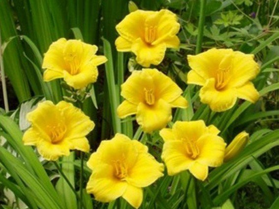 Hemerocallis - Sásliliom