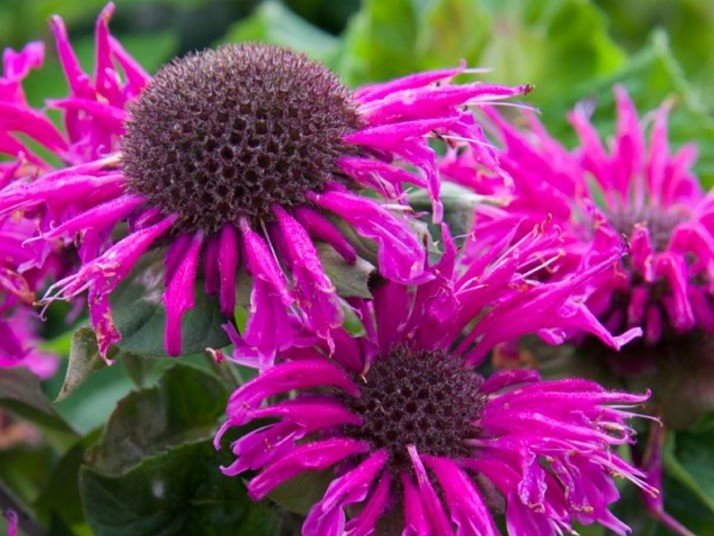Monarda - Méhbalzsam