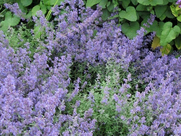 Nepeta - Macskamenta