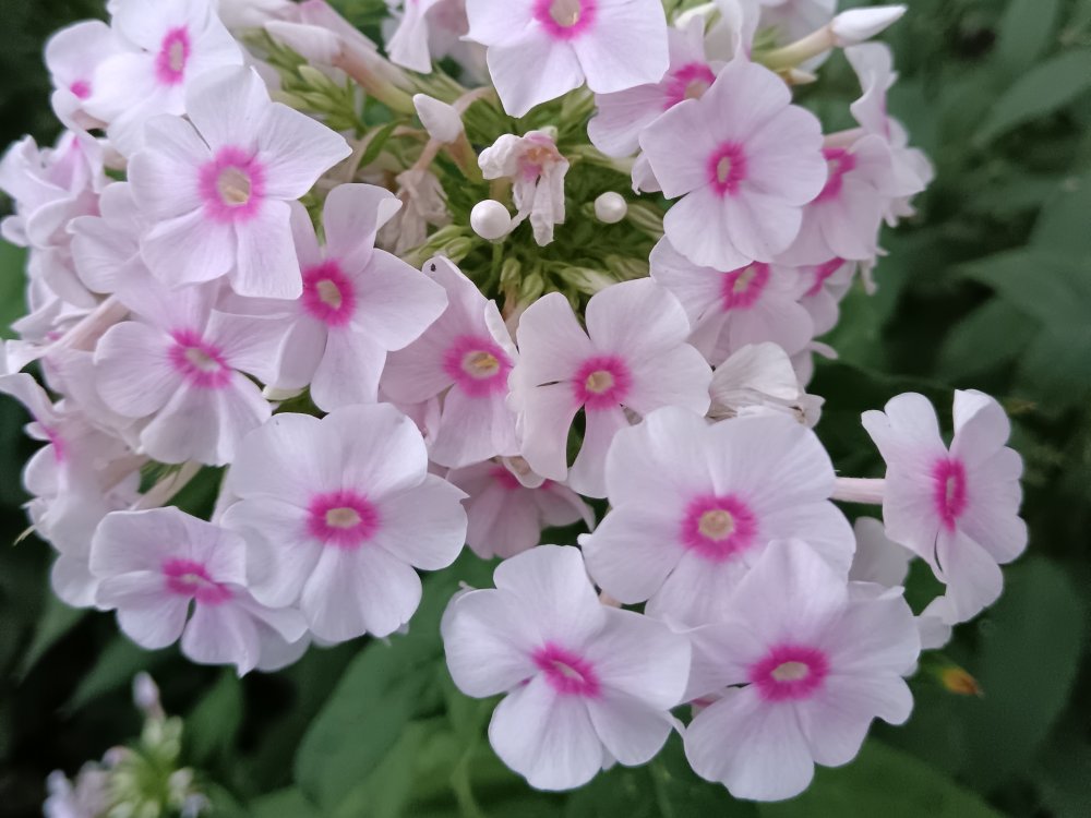 Phlox - Bugás lángvirág