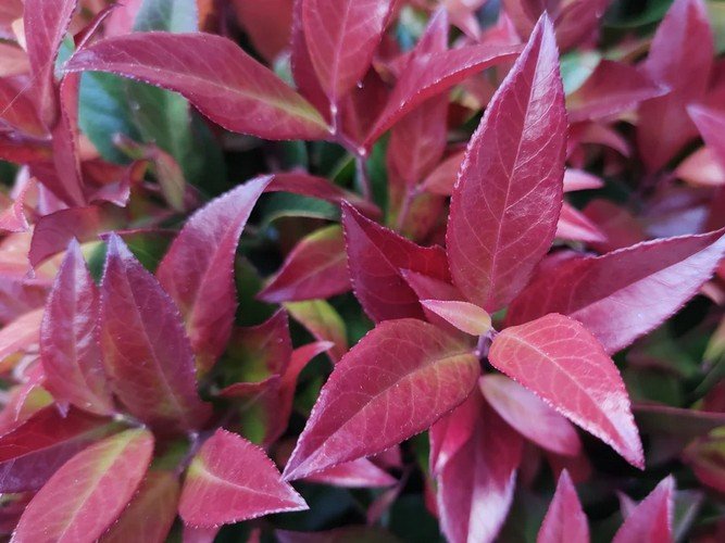 Leucothoe - Fürtöshanga
