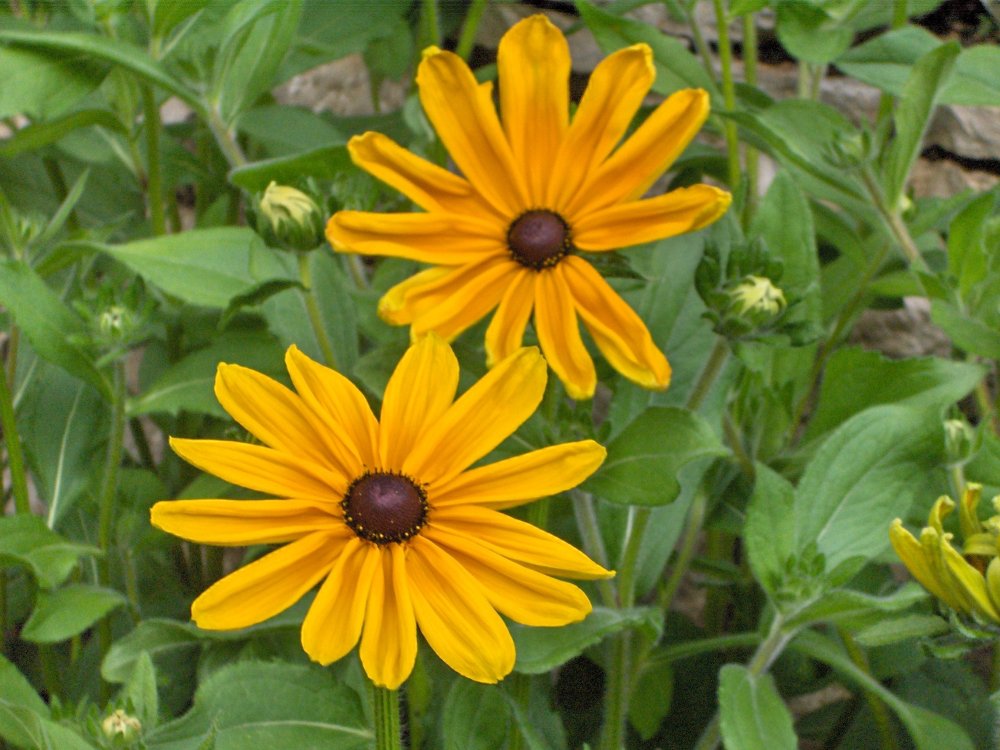 Rudbeckia - Конусvirág