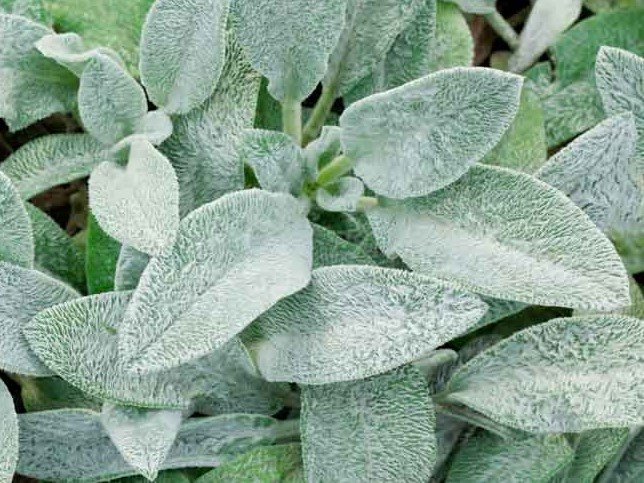 Stachys - Tisztesfű