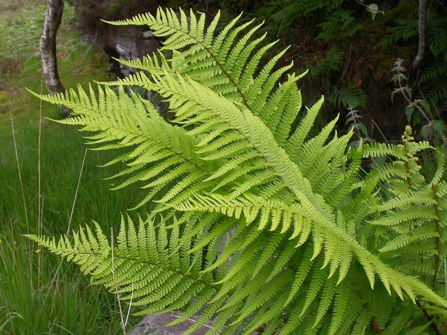 Dryopteris - Erdei pajzsika
