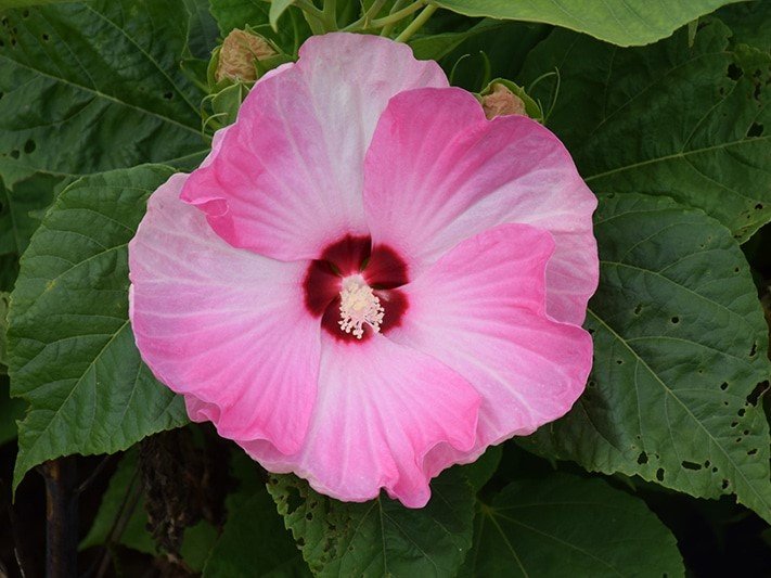 Hibiscus - Mocsári hibiszkusz