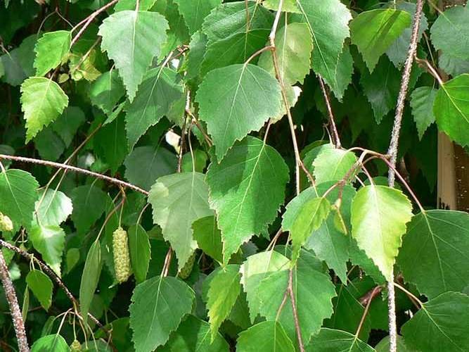 Betula - Nyír