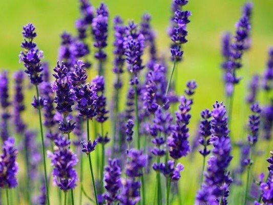 Lavandula - Levendula