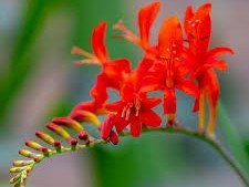 Crocosmia - Sáfrányfű