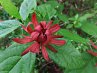 Calycanthus<br>Illatos fűszercserje