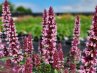 Agastache<br>Izsópfű