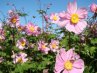 Anemone<br>Szellőrózsa