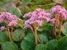 Bergenia<br>Bőrlevél
