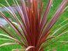 Cordyline<br>Bunkóliliom