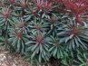 Euphorbia<br>Kutyatej