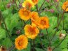 Geum<br>Gyömbérgyökér