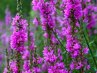 Lythrum<br>Füzény