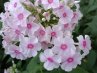 Phlox<br>Bugás lángvirág