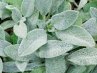 Stachys<br>Tisztesfű