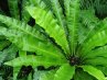 Asplenium<br>Gímpáfrány