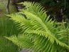 Dryopteris<br>Erdei pajzsika