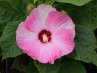 Hibiscus<br>Mocsári hibiszkusz