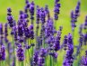 Lavandula<br>Levendula