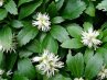 Pachysandra<br>Kövérke