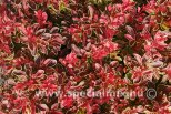 Berberis thunbergii ADMIRATION ®