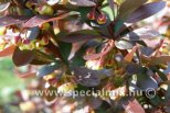 Berberis thunbergii ATROPURPUREA
