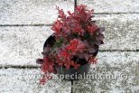 Berberis thunbergii ATROPURPUREA NANA